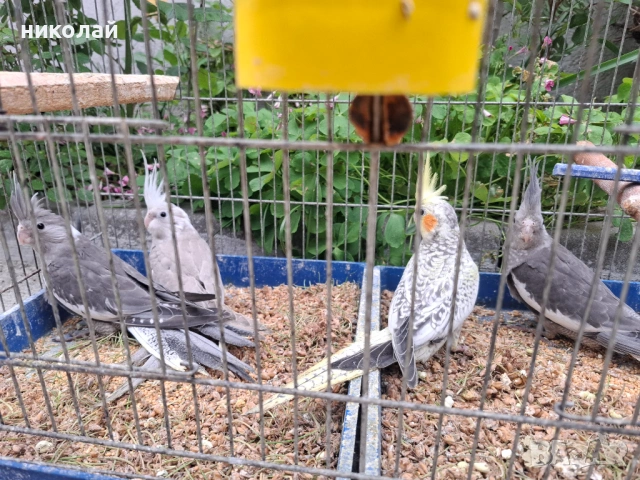 Продавам млади корели , снимка 5 - Папагали - 54600178