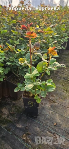 Храстовидни и влачещи рози , снимка 4 - Градински цветя и растения - 54233249