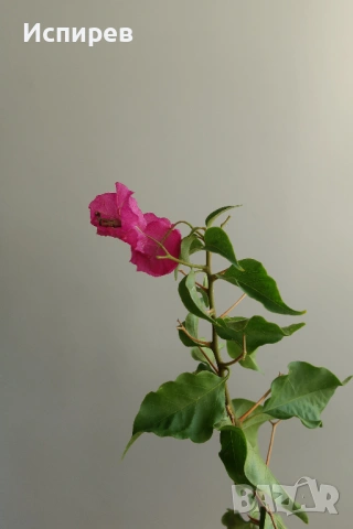 Бугенвилея, Bougainvillea spectabilis, 4-год. фиданка, снимка 2 - Стайни растения - 54919237