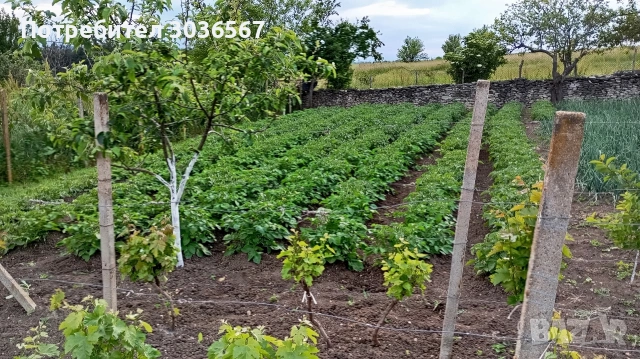 Картофи, лук - пресни, джоджен, магданоз., снимка 11 - Домашни продукти - 50466216