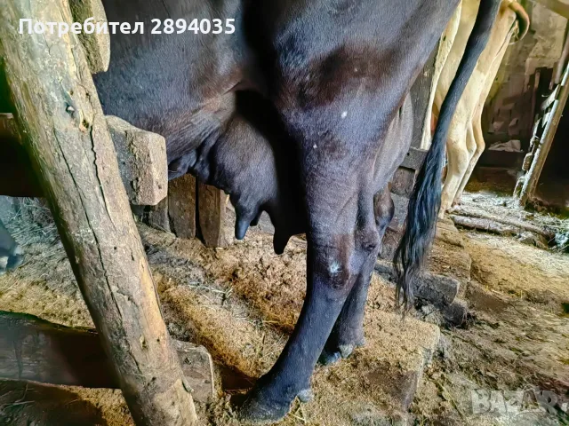 3 млечни кравии, снимка 3 - Крави - 55581283
