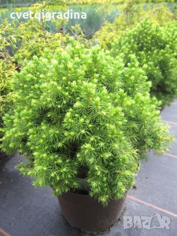 Picea glauca ‘Alberta Globe’-Пицея