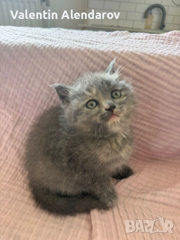 Британска късо космата, снимка 5 - Британска късокосместа - 54632928
