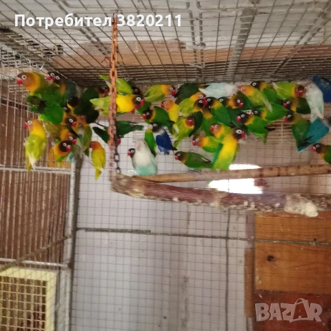 Продавам ято маскови неразделки