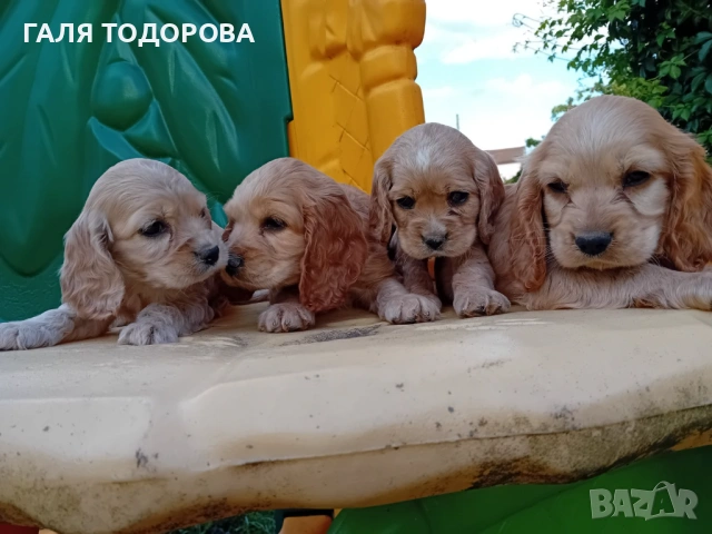 Английски кокер шпаньол, снимка 5 - Кокер шпаньол - 54722890