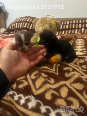 Продавам чихуахуа , снимка 6 - Чихуахуа - 54702994
