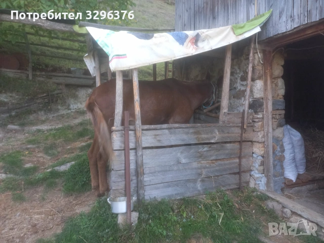 Продавам работно муле, снимка 2 - Коне - 55049100