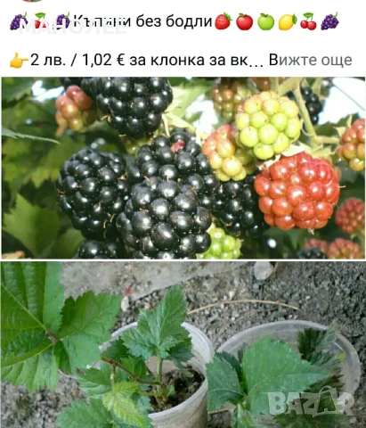 🍇🍒🍇Плодове - разсад 🍓🍎🍏🍋🍒🍇, снимка 4 - Градински цветя и растения - 54427893