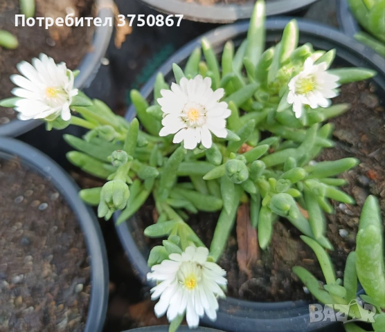 🩷🌿🌸 Делосперма/Delosperma, снимка 2 - Градински цветя и растения - 55256262