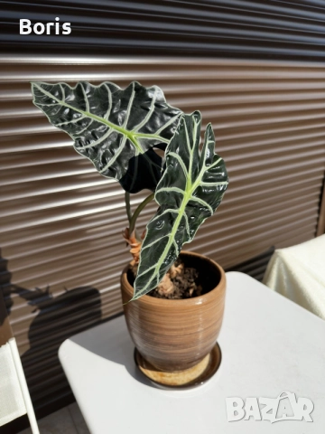 Alocasia amazonica 'Polly' (Алоказия 'Поли'), снимка 2 - Стайни растения - 55331724