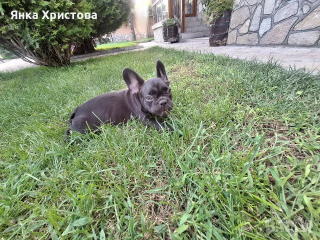 Френски булдог  Момче Solid Chocolate, снимка 7 - Френски булдог - 55662556