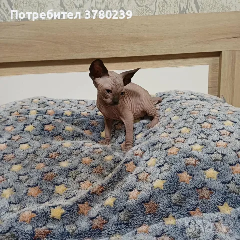 Канадски сфинкс и елф, снимка 5 - Сфинксове - 55325285