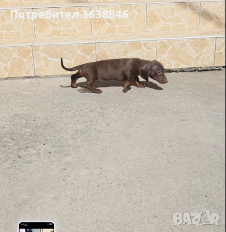 Дакел мини дакелче, снимка 4 - Дакели - 54380587