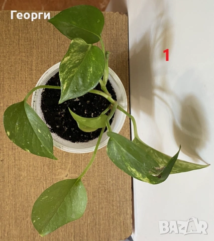 Продавам Сциндапсус – красива падаща зеленина, снимка 6 - Стайни растения - 54138148