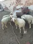 4 мъжки агнета___, снимка 2
