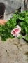 ОБИКНОВЕНО МУШКАТО ( Pelargonium ) – красиво, здраво и богато цъфтящо. Пазарджик , снимка 1
