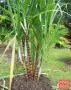 Захарна тръстика (Saccharum officinarum) – екзотично растение, снимка 2