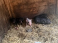 Мини виетнамско прасенце, снимка 9