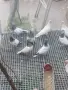 Продавам Унгарски високолетачи (Бързаци)(Будапещенски), снимка 3