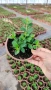 Котонеастър Дамери Мажор, Cotoneaster Dammeri Major, снимка 12
