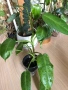 Philodendron Jose Buono , снимка 1