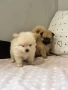 Померан , снимка 2