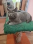 Британски котета, снимка 5