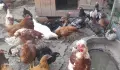 Продавам Кокошки и петли, снимка 2