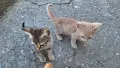 Подарявам котенца, снимка 10