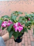 🩷🌿💜 Impatiens walleriana 'Raffael Star Mix' (Циганче / Импатиенс), снимка 8