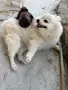 Чау - Чау  💙🐾🐶 Най-пухкавите Чау Чау бебета очакват своите нови семейства , Много скоро 🎉🪭❤️✨🐾🥰🐩➡️⤵️, снимка 5