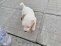 Джак ръсел териер, снимка 8