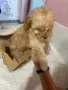 той пудел златно бебе, снимка 2