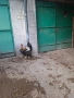 Катунец, снимка 5