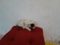 Бебета Лагото Романьоло / Lagotto Romagnolo, снимка 14