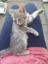 Женски котета търсят дом, снимка 12