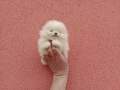 Бели мини Померани. Реални снимки! Изпращам клипове!, снимка 8