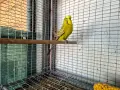 изложбени папагали , снимка 6