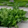 Хрян – свеж, ароматен и с пикантен вкус, снимка 3
