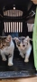 Подарявам 2 бр. котенца, снимка 2
