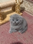 клепоуха шотландска , снимка 1