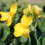 Canna Yellow(Канна жълта), снимка 1