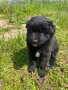 продавам кученца, снимка 5
