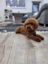 Пудел Той/Poodle Toy, снимка 2