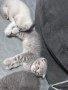 Шотландски/ британски котета , снимка 11