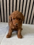 Мини Пудели / Mini Poodles, снимка 7