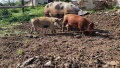 продавам прасета, снимка 1