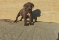 Pit bull питбулчета бул нос, снимка 6