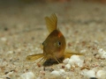 Сомче, сомче corydoras gold laser, gold stripe, снимка 11