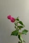 Бугенвилея, Bougainvillea spectabilis, 4-год. фиданка, снимка 2